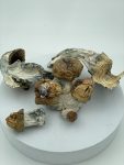 BV-Magic-Mushrooms-scaled-1.jpg