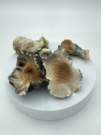 Hillbilly Pumpkin 🍄