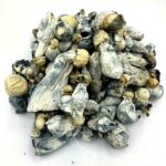 Albino-Tidal-Wave-Magic-Mushrooms