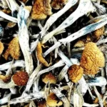 Amazonian-Magic-Mushrooms