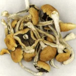 Brazilian-Cubensis-Magic-Mushrooms
