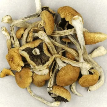Brazilian-Cubensis-Magic-Mushrooms.webp