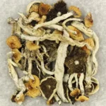 Cuban-Cubensis-Mushrooms