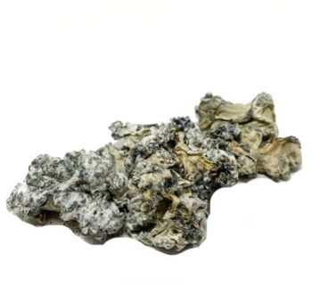 Coyote Brains Mushrooms