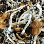 Golden-Emperor-Magic-Mushrooms