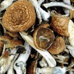 Malabar-Coast-Magic-Mushrooms
