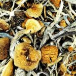 Tosohatchee-Magic-Mushrooms